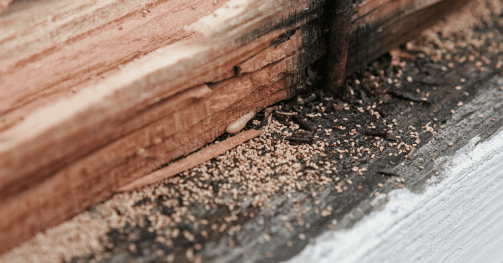 Stop the Silent Destroyers: Why You Need Professional Termite Damage Repairs from Hawk Crawlspace & Foundation Repair